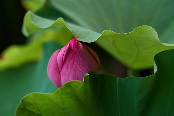 Greeting Card - Lotus Tsubomi