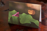 Greeting Card - Lotus Sunset