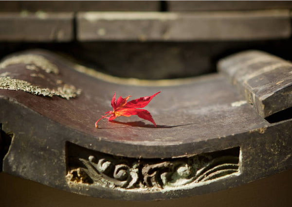 Greeting Card - Red Maple Leaf