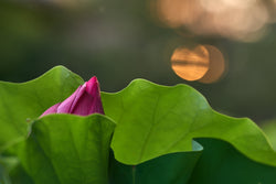 Greeting Card - Lotus Sunset